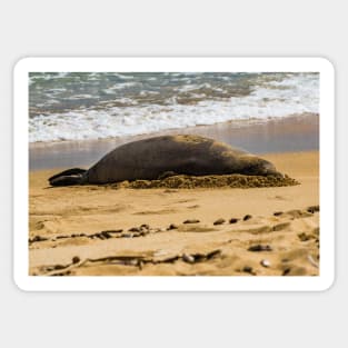 Hawaiian monk seal Sticker